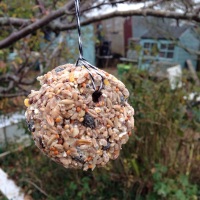 How can we help birds in our gardens?